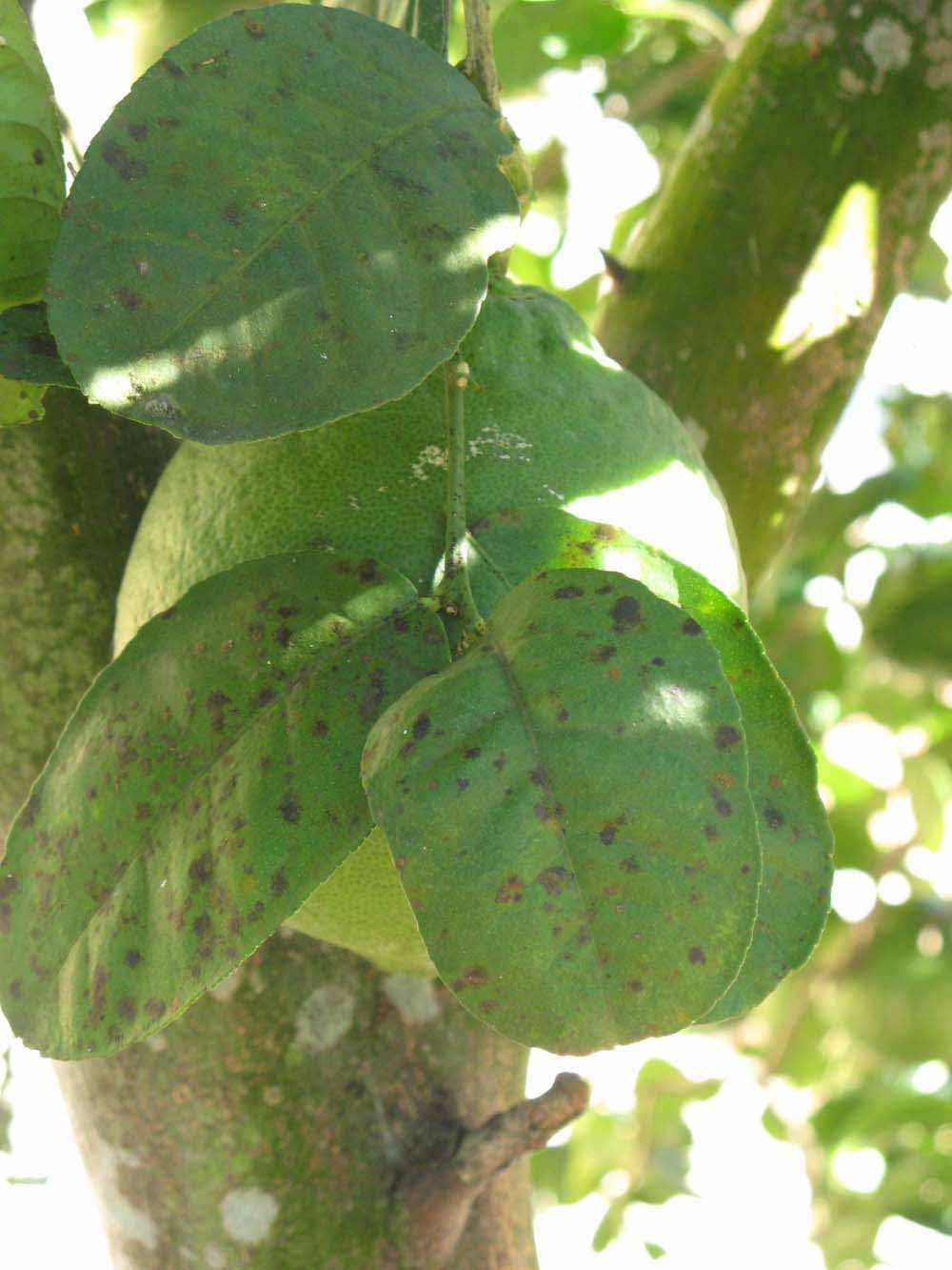              Shade leaves (Winter Haven, FL)       